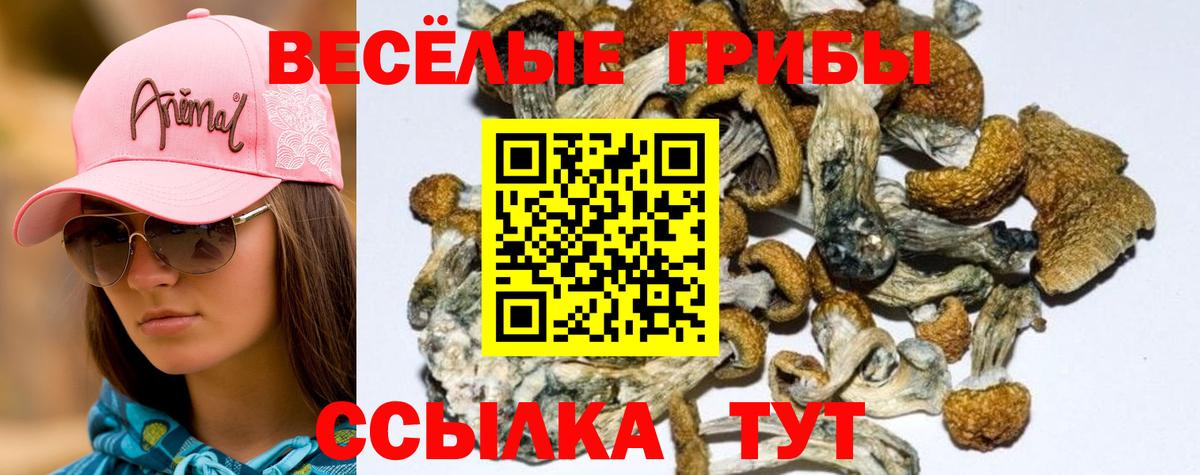 Псилоцибиновые грибы мицелий  Псилоцибиновые грибы мицелий  Белебей 